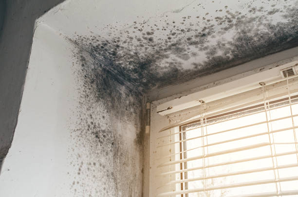 Affordable Hvac And Air Duct Mold Remediation solutions in Mountlake Terrace, WA